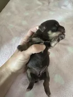 Hershey, a female Yorkshire Terrier for sale in Winston-Salem, NC – Photo 3 of 10