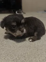 Hershey, a female Yorkshire Terrier for sale in Winston-Salem, NC – Photo 1 of 10