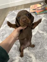 Harley , a male Miniature Dachshund for sale in Greensboro, NC – 5 of 5