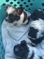 Riley , a female Yorkshire Terrier for sale in Greensboro, NC – Photo 2 of 5