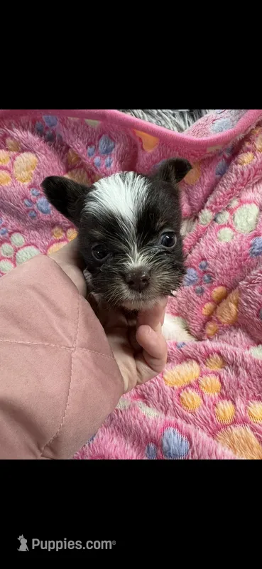 Riley  – Yorkshire Terrier puppy for sale in Greensboro, NC