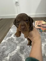 Cash , a male Miniature Dachshund for sale in Greensboro, NC – 4 of 7