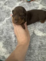 Cash , a male Miniature Dachshund for sale in Greensboro, NC – 2 of 7