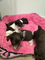Dolly , a female Yorkshire Terrier for sale in Greensboro, NC – 10 of 10