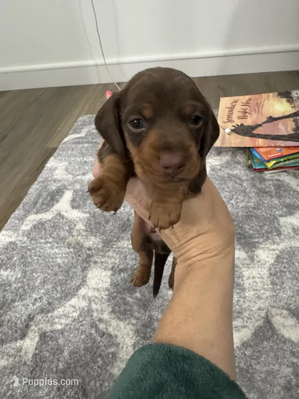 Cash  – Miniature Dachshund puppy for sale in Greensboro, NC