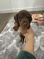 Cash , a male Miniature Dachshund for sale in Greensboro, NC – 1 of 7
