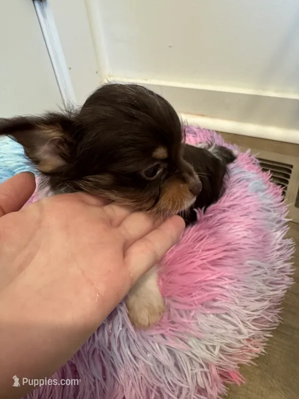 Kash  – Yorkshire Terrier puppy for sale in Greensboro, NC