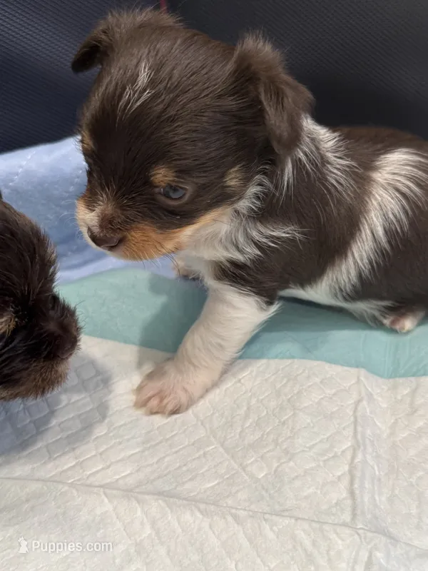 Kash  – Yorkshire Terrier puppy for sale in Greensboro, NC