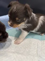 Kash , a male Yorkshire Terrier for sale in Greensboro, NC – 1 of 8