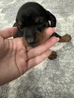 Bella , a female Miniature Dachshund for sale in Greensboro, NC – 3 of 6