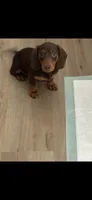 Ace , a male Miniature Dachshund for sale in Greensboro, NC – 2 of 4