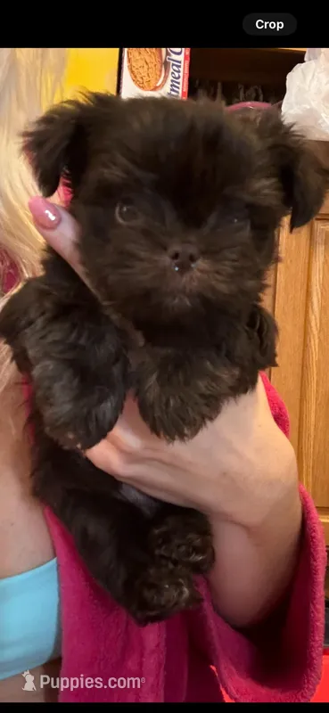 Holly, a female Yorkshire Terrier for sale in Winston-Salem, NC – Photo 1 of 8