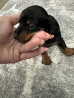 Bella , a female Miniature Dachshund for sale in Greensboro, NC – 5 of 6