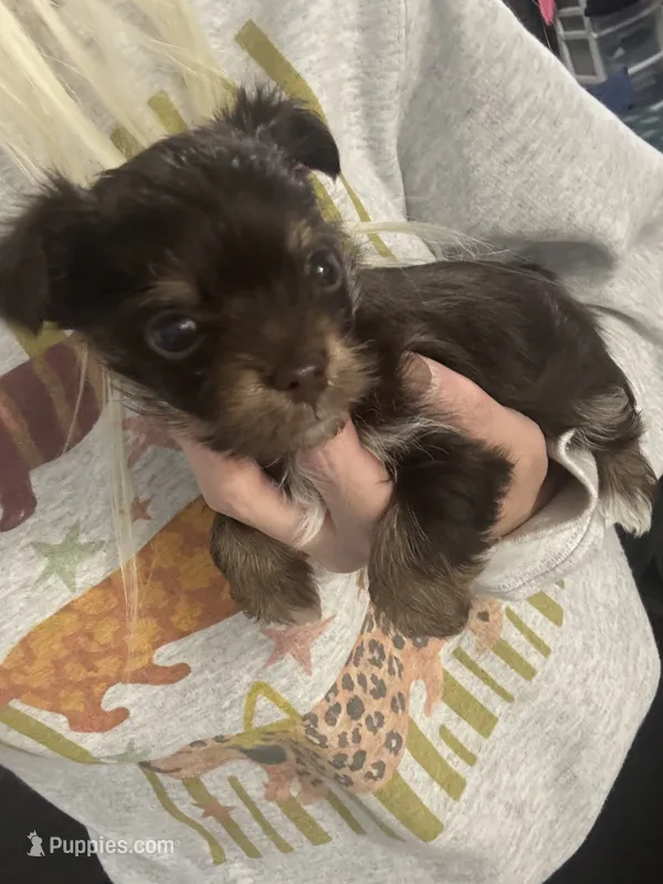 Holly  – Yorkshire Terrier puppy for sale in Greensboro, NC
