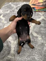 Bella , a female Miniature Dachshund for sale in Greensboro, NC – 6 of 6