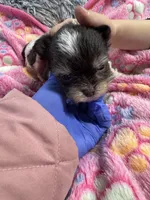 Nugget , a male Yorkshire Terrier for sale in Winston-Salem, NC – Photo 7 of 7