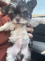 Nugget , a male Yorkshire Terrier for sale in Greensboro, NC – Photo 9 of 9