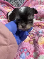 Nugget , a male Yorkshire Terrier for sale in Winston-Salem, NC – Photo 5 of 7