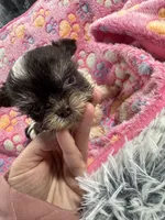 Nugget , a male Yorkshire Terrier for sale in Winston-Salem, NC – Photo 3 of 7