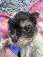 Nugget , a male Yorkshire Terrier for sale in Winston-Salem, NC – Photo 4 of 7