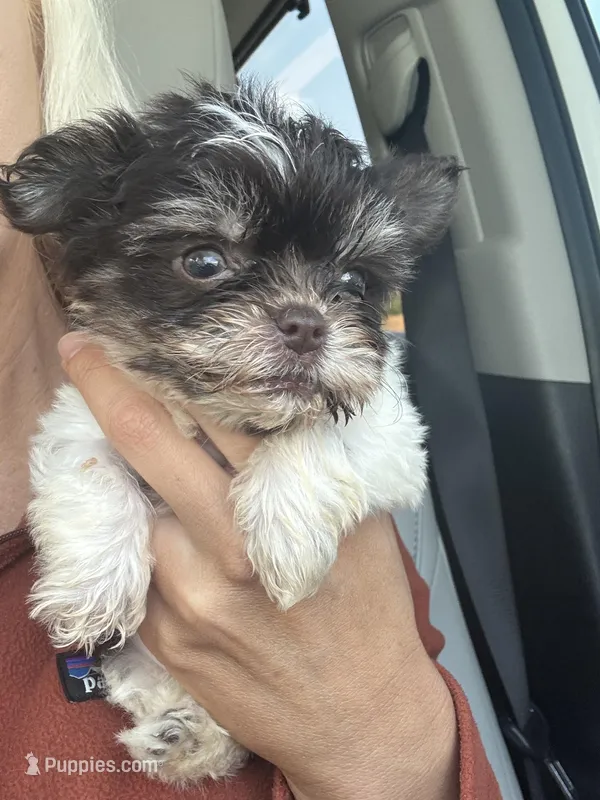 Nugget  – Yorkshire Terrier puppy for sale in Winston-Salem, NC