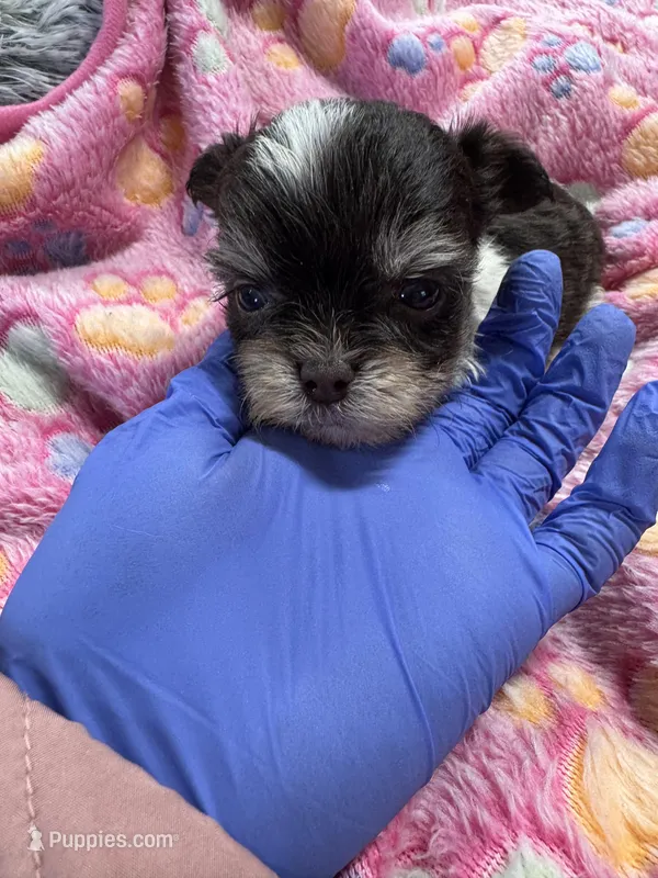 Nugget  – Yorkshire Terrier puppy for sale in Winston-Salem, NC