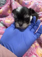 Nugget , a male Yorkshire Terrier for sale in Winston-Salem, NC – Photo 1 of 7