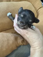 Holly , a female Yorkshire Terrier for sale in Greensboro, NC – 3 of 9