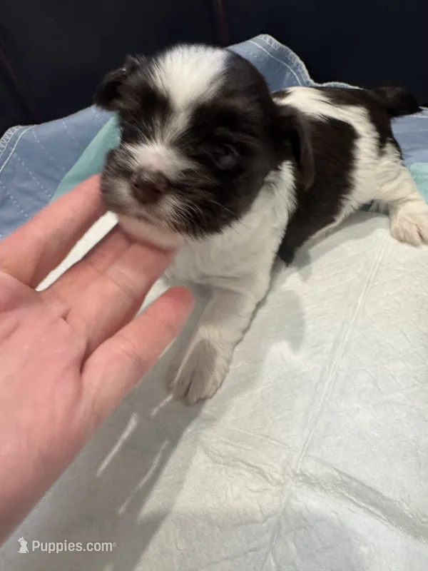 Rocket  – Yorkshire Terrier puppy for sale in Greensboro, NC