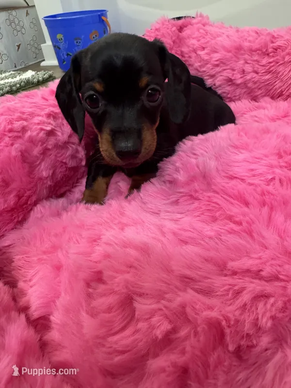 Bella  – Miniature Dachshund puppy for sale in Greensboro, NC