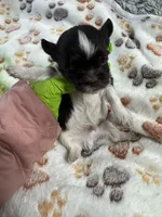 Theo , a male Yorkshire Terrier for sale in Winston-Salem, NC – Photo 3 of 6