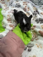 Theo , a male Yorkshire Terrier for sale in Winston-Salem, NC – Photo 1 of 6