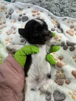 Theo , a male Yorkshire Terrier for sale in Winston-Salem, NC – Photo 2 of 6