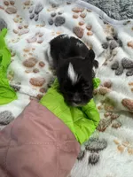 Theo , a male Yorkshire Terrier for sale in Winston-Salem, NC – Photo 6 of 6