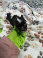 Theo , a male Yorkshire Terrier for sale in Winston-Salem, NC – Photo 5 of 6