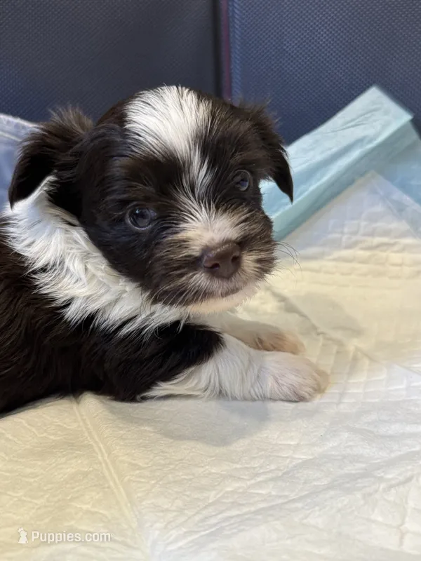 Rocket  – Yorkshire Terrier puppy for sale in Greensboro, NC