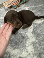 Harley , a male Miniature Dachshund for sale in Greensboro, NC – 3 of 5