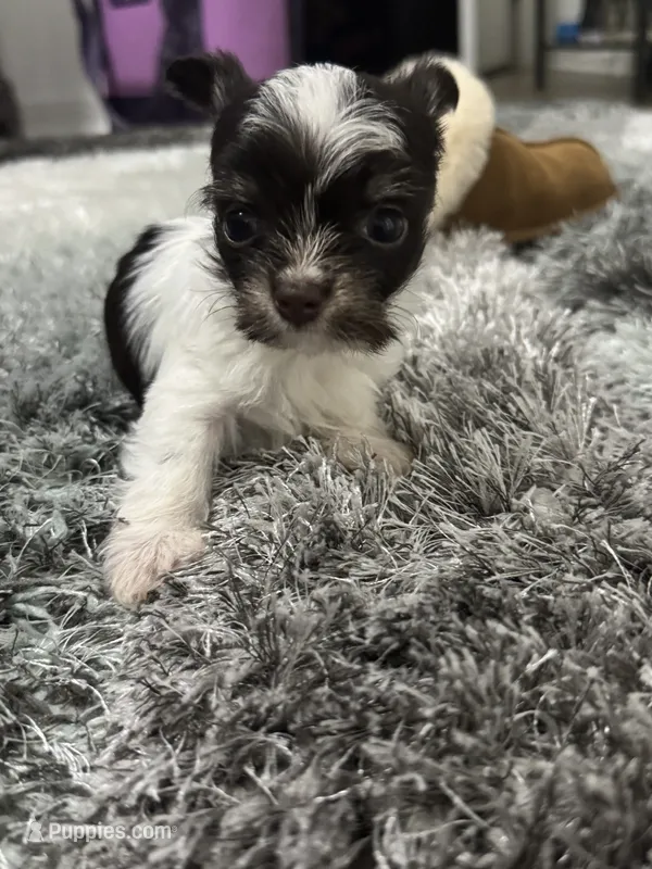 Dolly  – Yorkshire Terrier puppy for sale in Greensboro, NC
