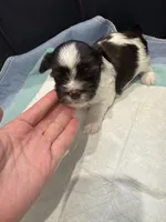 Rocket , a male Yorkshire Terrier for sale in Greensboro, NC – 9 of 10