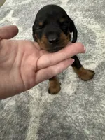 Bella , a female Miniature Dachshund for sale in Greensboro, NC – 2 of 6