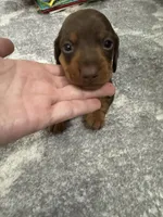 Cash , a male Miniature Dachshund for sale in Greensboro, NC – 5 of 7