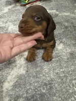 Cash , a male Miniature Dachshund for sale in Greensboro, NC – 3 of 7