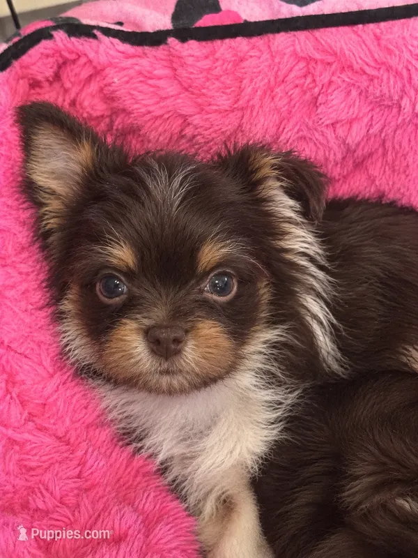 Kash  – Yorkshire Terrier puppy for sale in Greensboro, NC