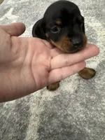 Bella , a female Miniature Dachshund for sale in Greensboro, NC – 1 of 6