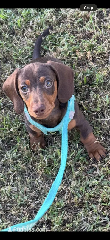 Ace  – Miniature Dachshund puppy for sale in Greensboro, NC