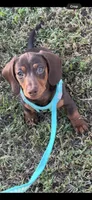Ace , a male Miniature Dachshund for sale in Greensboro, NC – 1 of 4