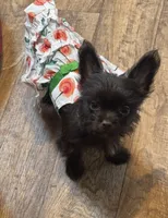 Holland , a female Yorkshire Terrier for sale in Greensboro, NC – 2 of 2