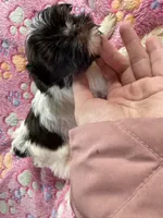 Kash , a male Yorkshire Terrier for sale in Winston-Salem, NC – Photo 3 of 9