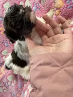 Kash , a male Yorkshire Terrier for sale in Winston-Salem, NC – Photo 2 of 9