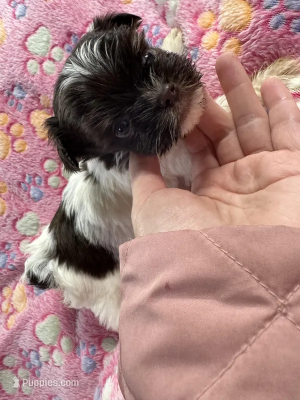 Kash  – Yorkshire Terrier puppy for sale in Winston-Salem, NC